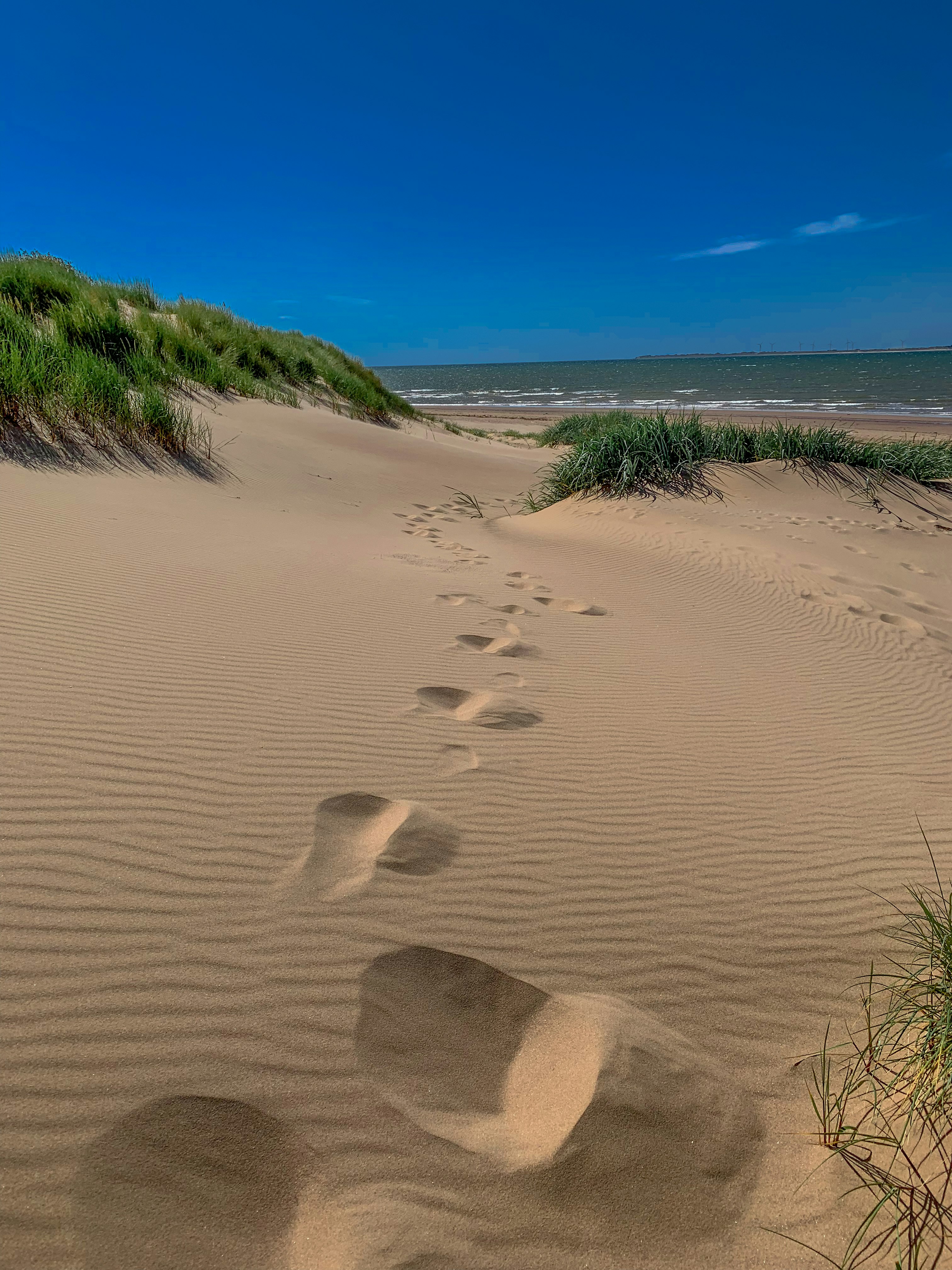 green grass on brown sand during daytime